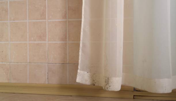 Best Mold Remediation for Healthcare Facilities  in Hill N Dale, FL