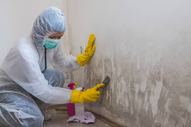 Best Post-Construction Mold Inspection  in Hill N Dale, FL