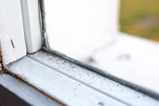 Best Biohazard Mold Removal  in Hill N Dale, FL