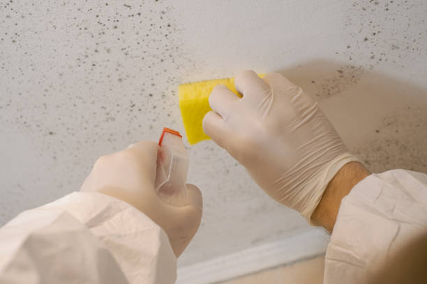 Best Air Quality Testing for Mold Spores  in Hill N Dale, FL