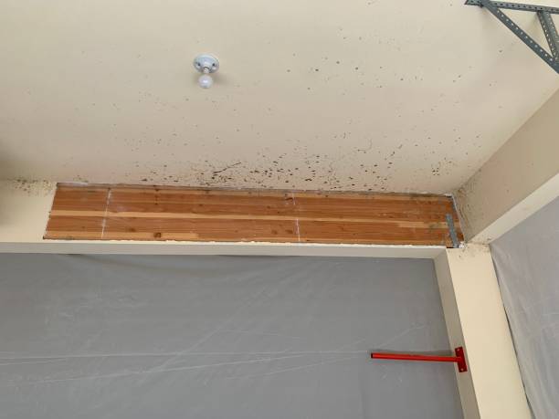 Best Basement Mold Removal  in Hill N Dale, FL