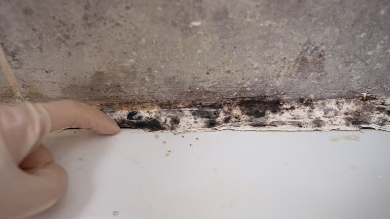 Best Real Estate Mold Inspection  in Hill N Dale, FL